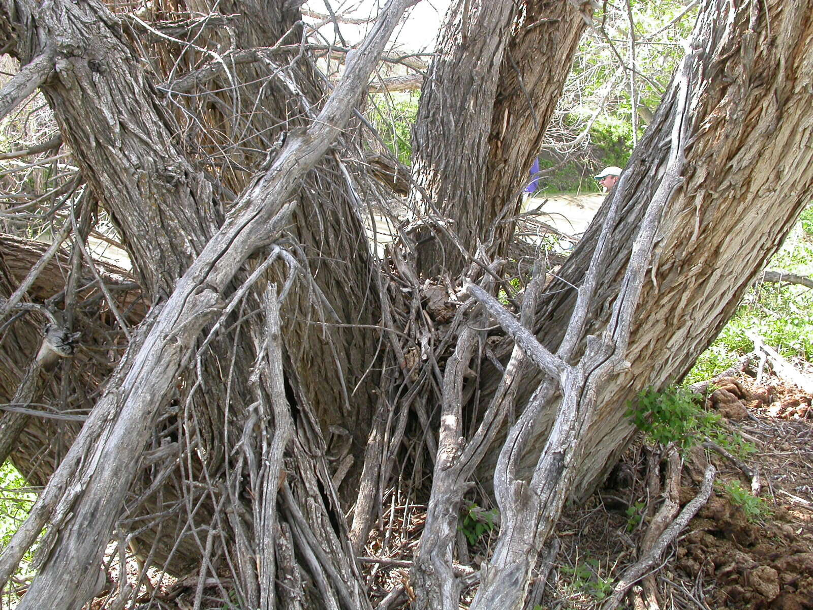 Imagem de Salix amygdaloides Anderss.