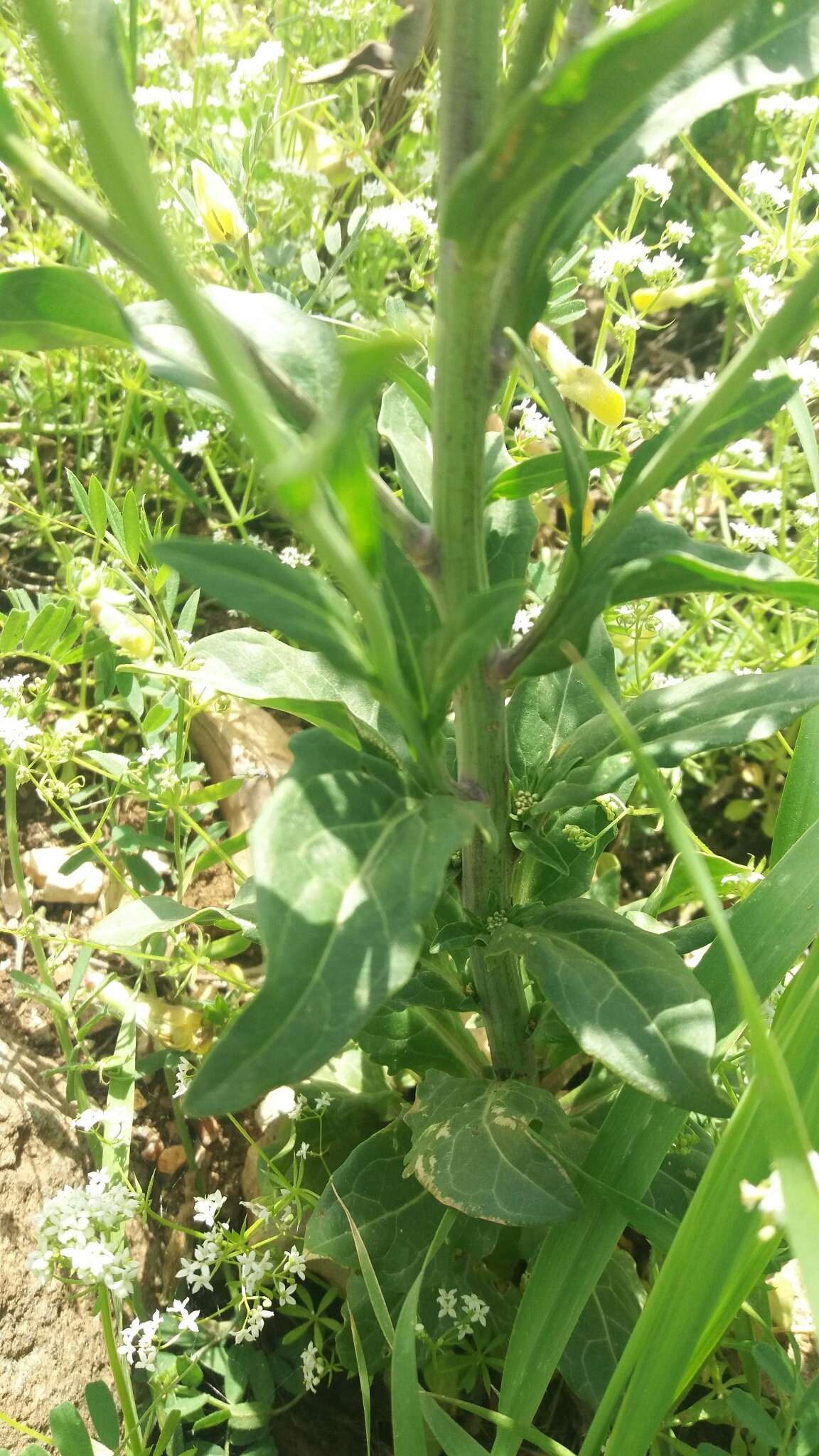 Imagem de Peltaria angustifolia DC.