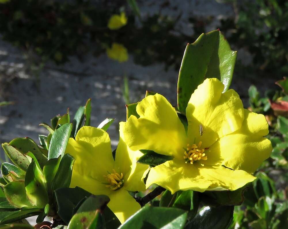 Image of Hibbertia cuneiformis (Labill.) Smith