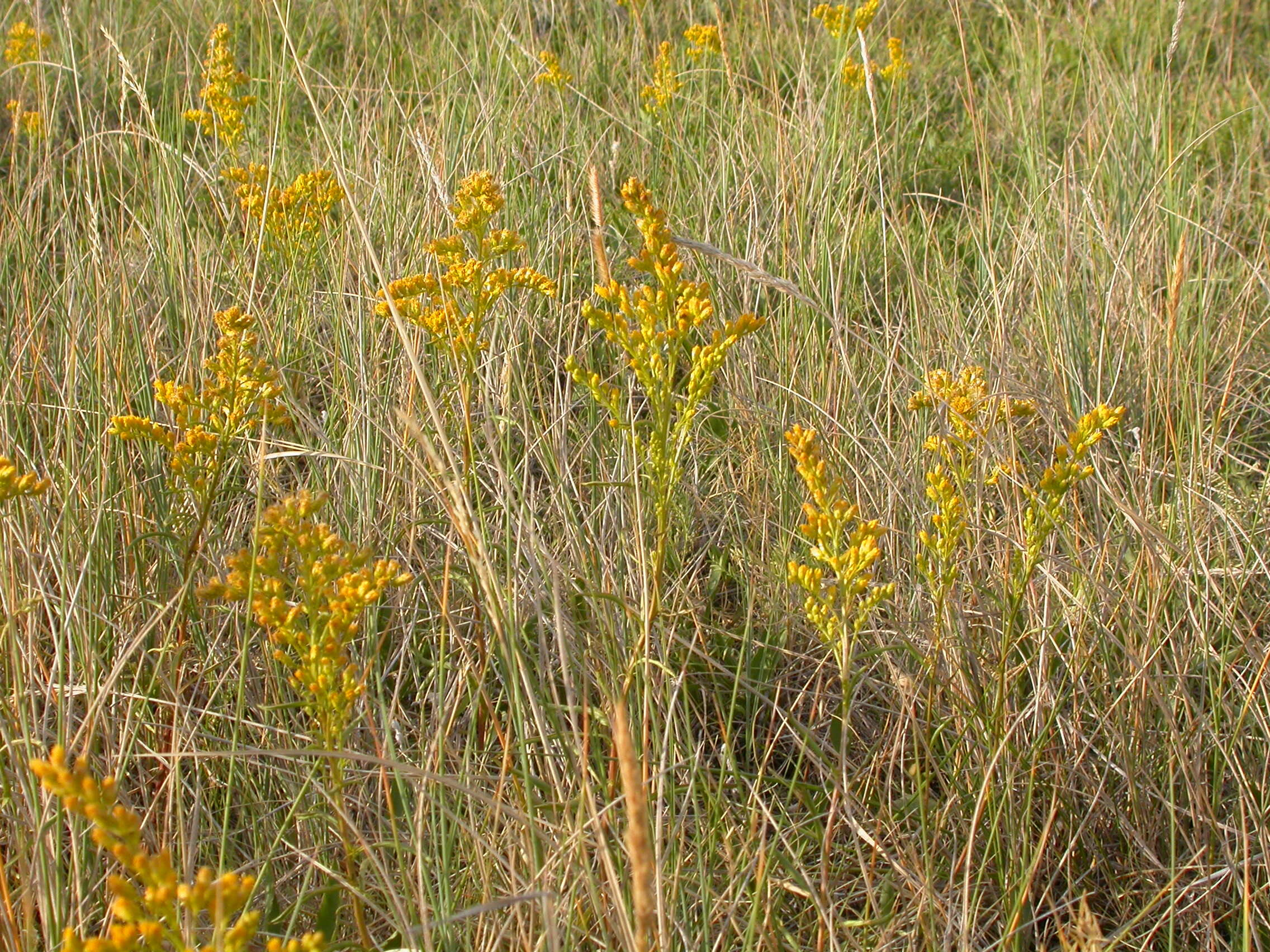 Imagem de Orthocarpus luteus Nutt.