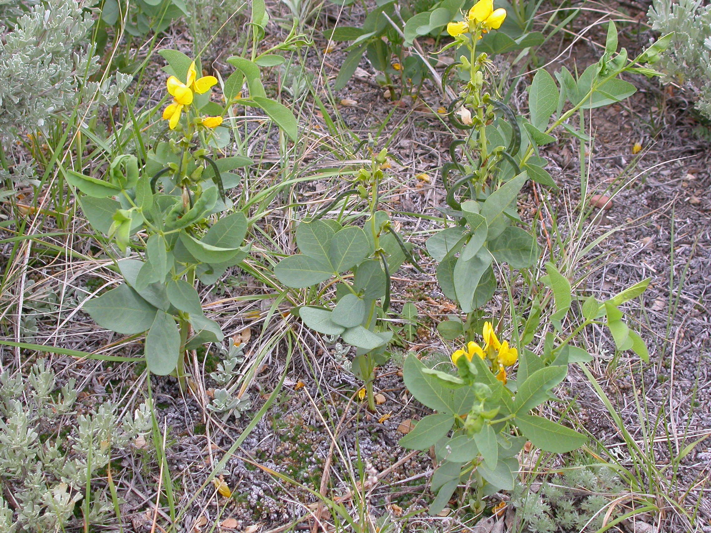 Image of prairie thermopsis