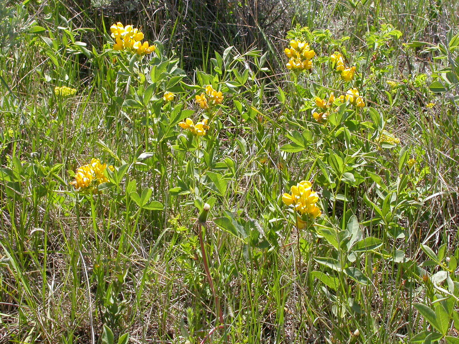 Image of prairie thermopsis