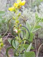 Image of prairie thermopsis