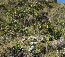 Image of Anthocleista madagascariensis Baker