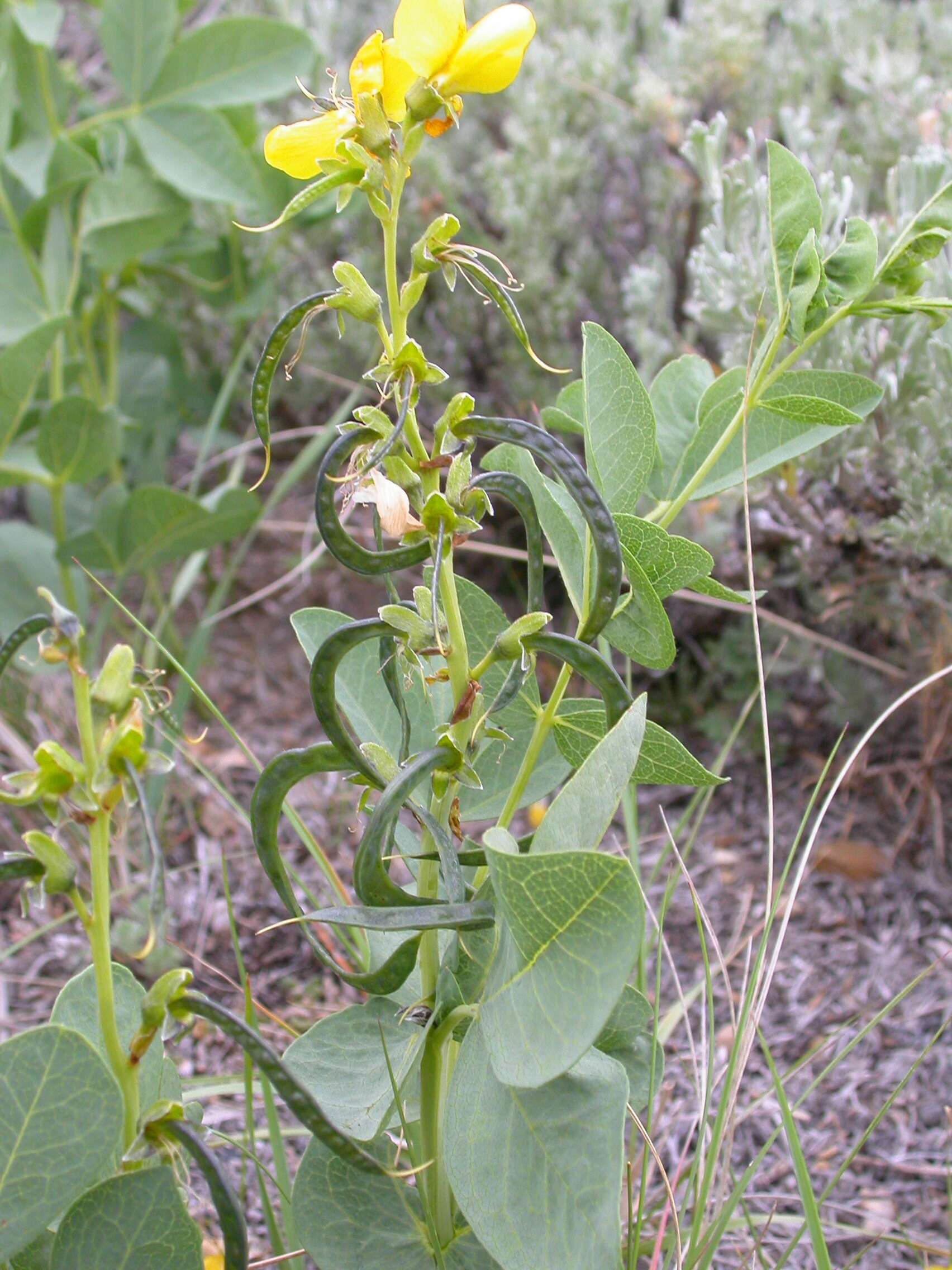 Image of prairie thermopsis