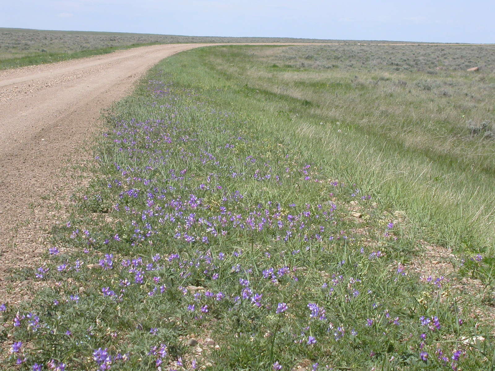 Image of American vetch