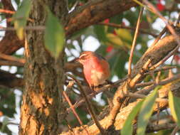 Image of Black-and-rufous Warbling Finch