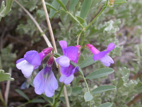 Vicia americana Willd. resmi