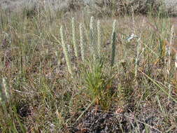 Image of redwool plantain