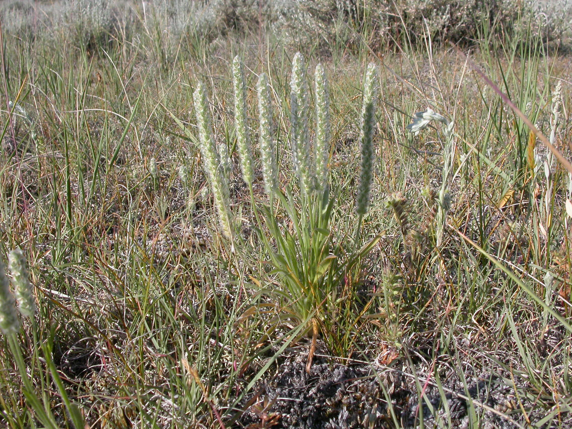 Image of redwool plantain