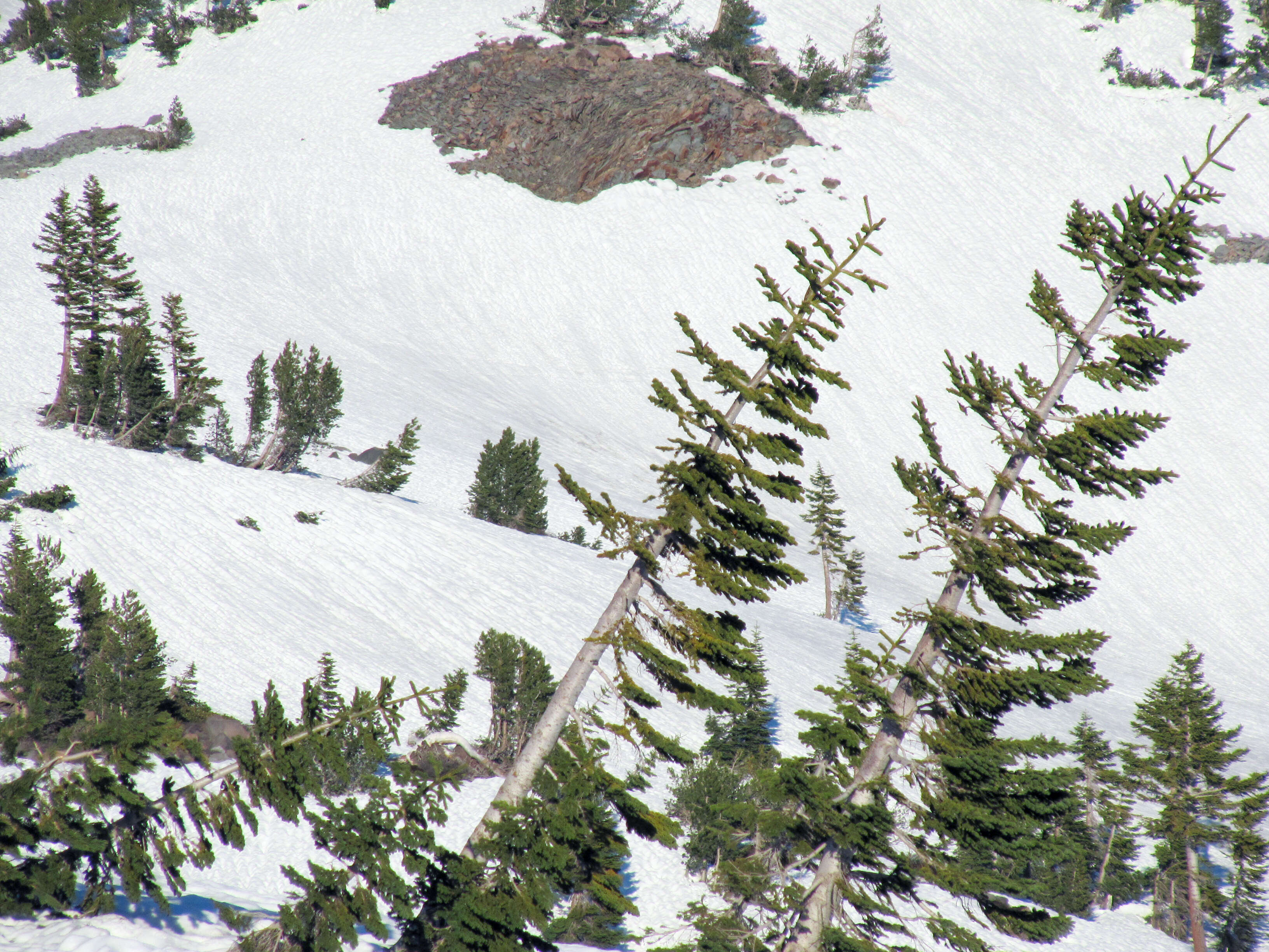 Image of California Red Fir