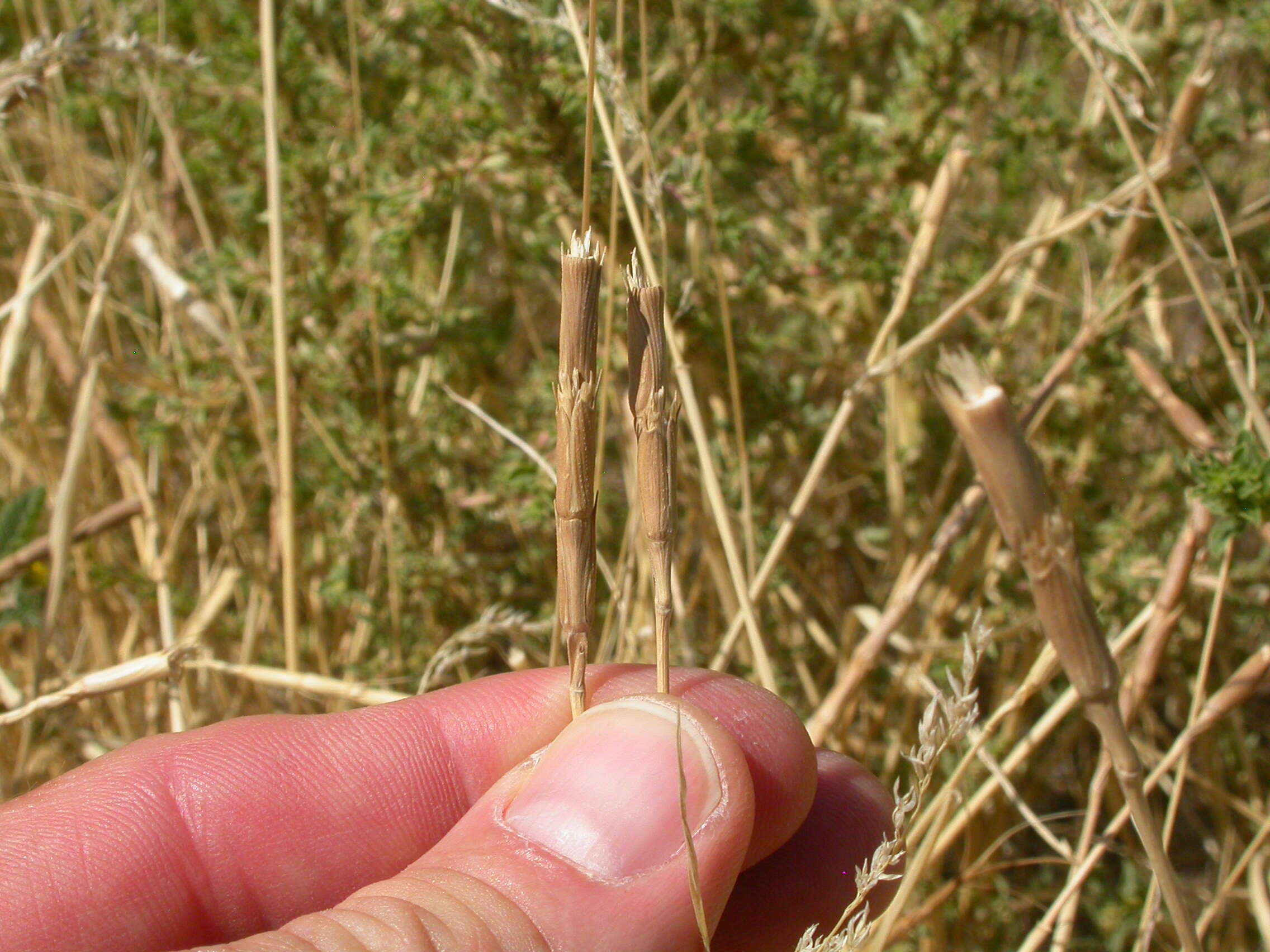 Plancia ëd Aegilops cylindrica Host