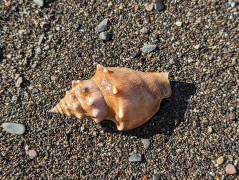 Image of Eastern Pacific fighting conch