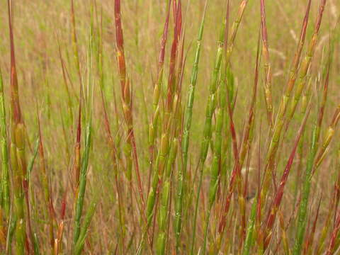 Plancia ëd Aegilops cylindrica Host