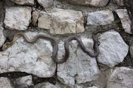 Image of Dahls Wipe Snake