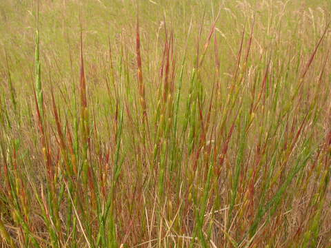 Image of jointed goatgrass