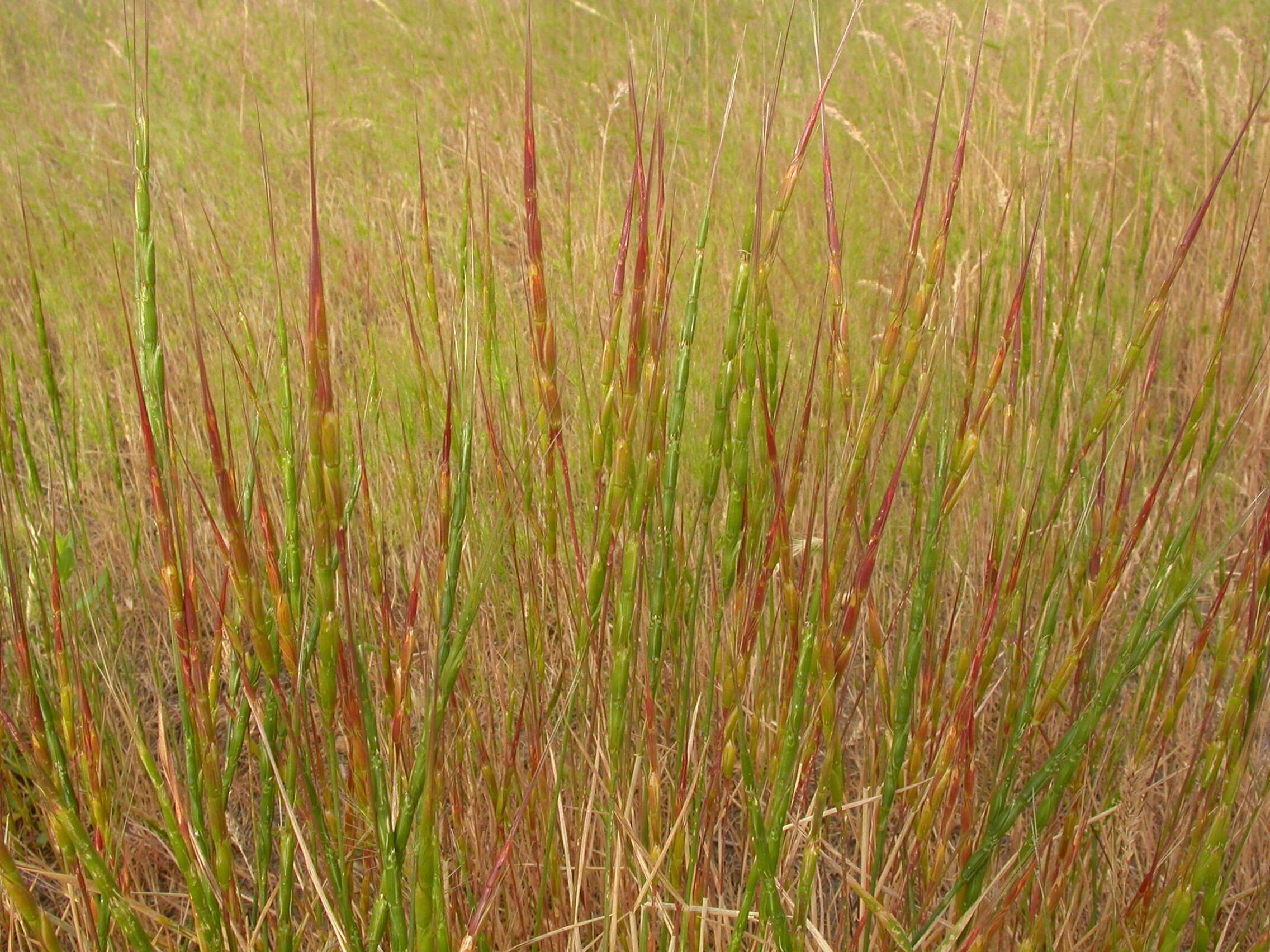 Plancia ëd Aegilops cylindrica Host