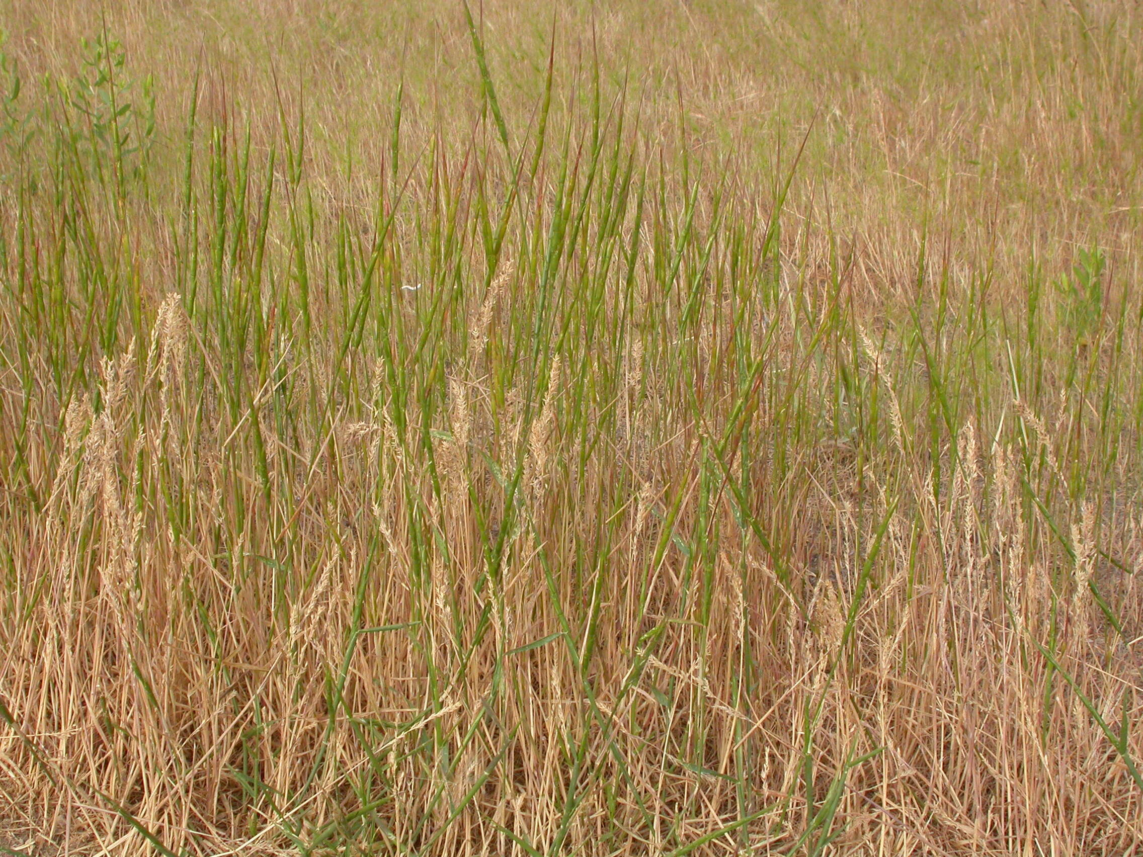 Plancia ëd Aegilops cylindrica Host