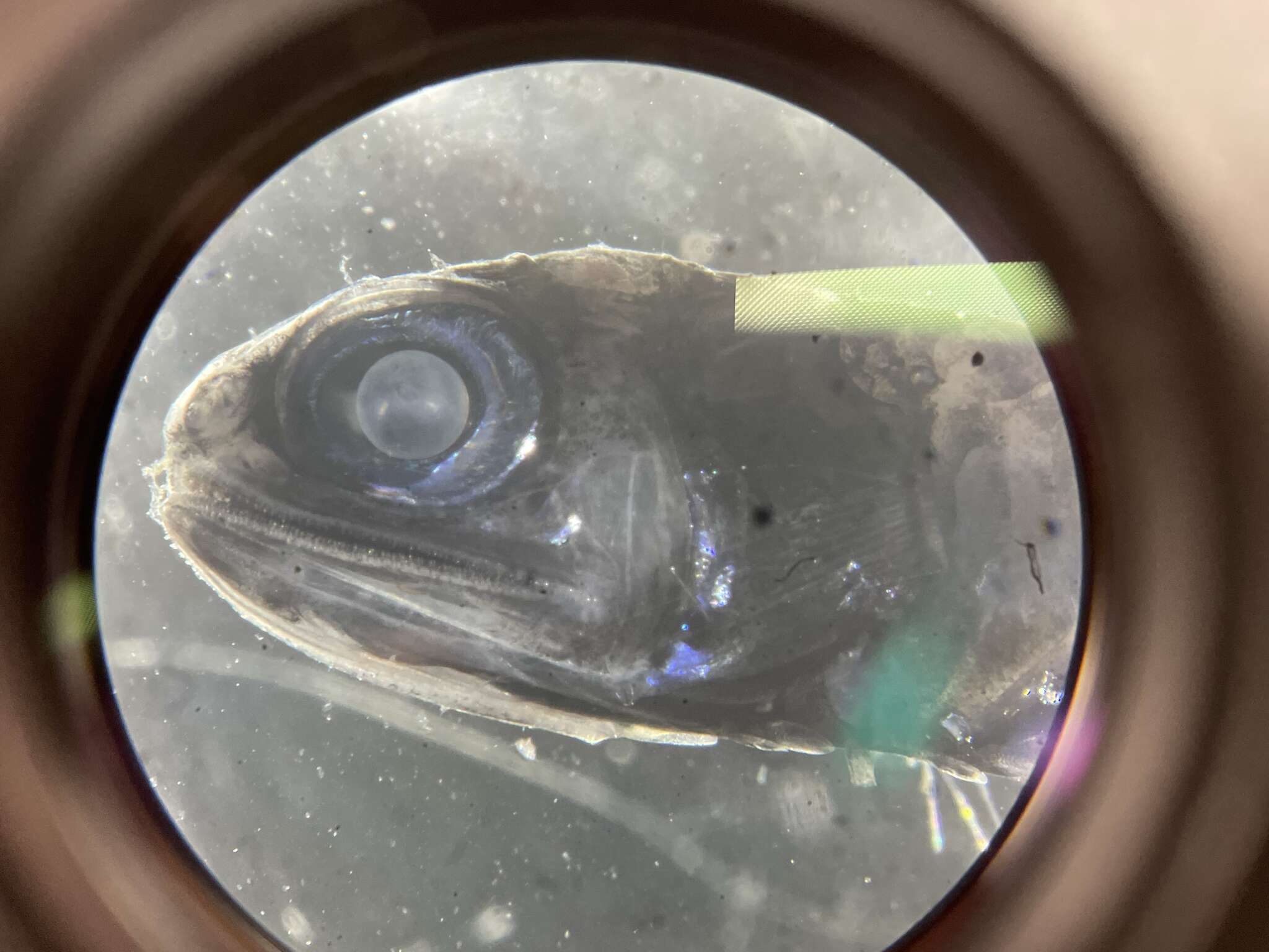 Image of Madeira lantern fish