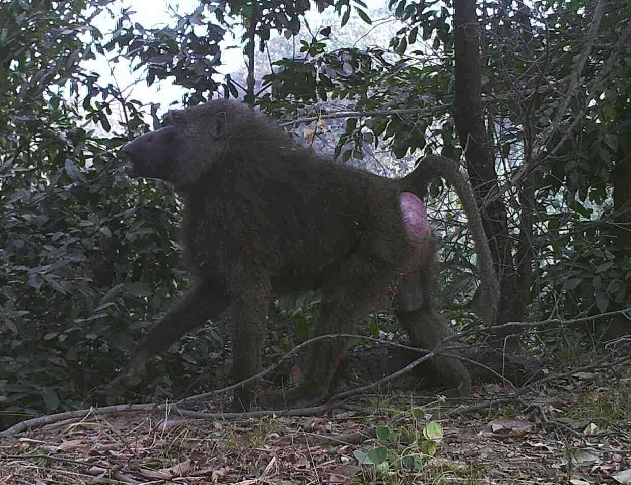 Image of Anubis Baboon