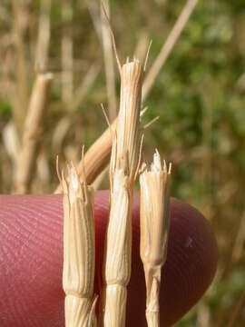 Image of jointed goatgrass