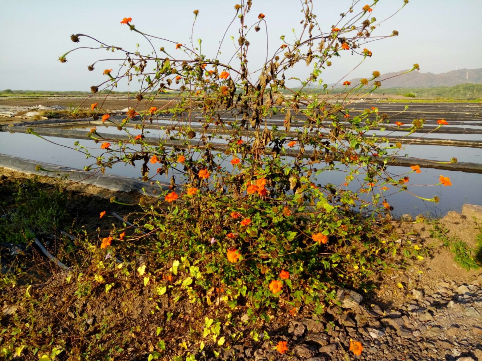 Plancia ëd Tithonia rotundifolia (P. Mill.) Blake