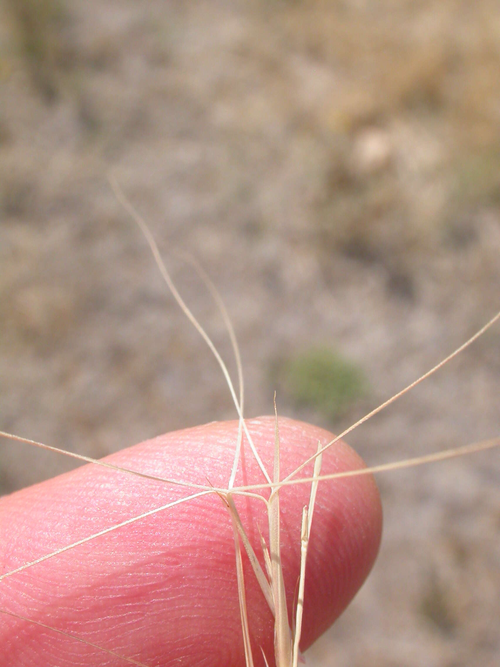 Aristida purpurea Nutt.的圖片