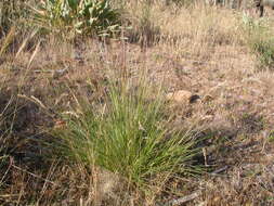 Aristida purpurea Nutt.的圖片