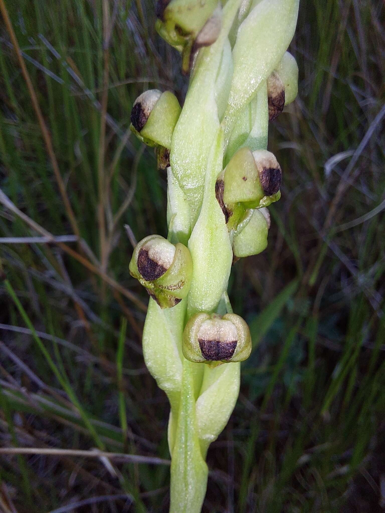 Image of Corycium dracomontanum Parkman & Schelpe