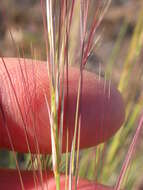 Aristida purpurea Nutt.的圖片