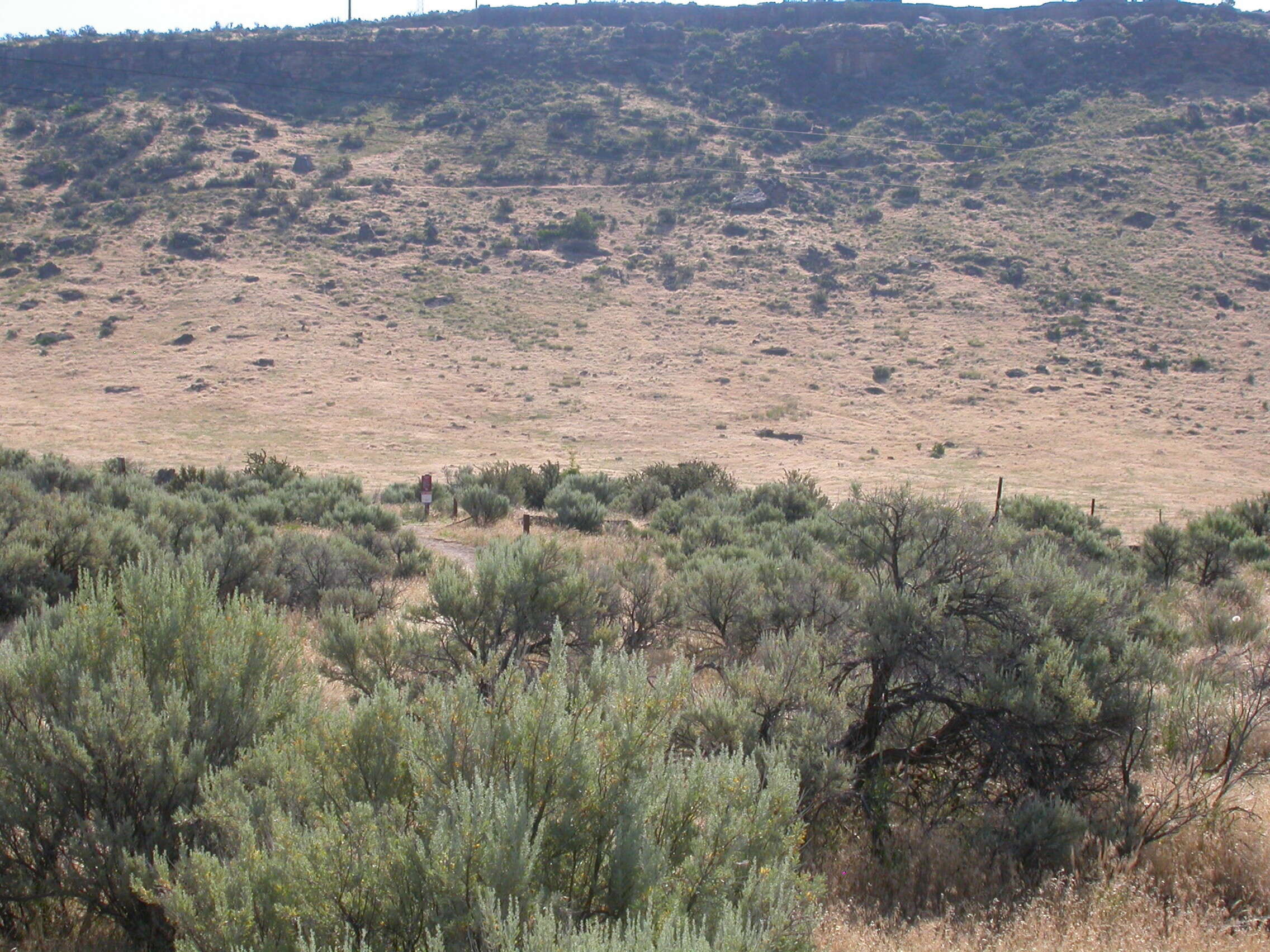 Imagem de Artemisia tridentata (Nutt.) W. A. Weber