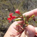 Image of red bush monkeyflower