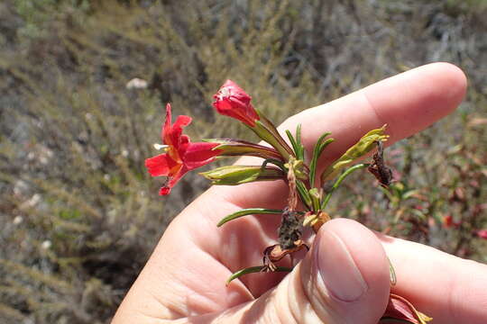 Image of red bush monkeyflower