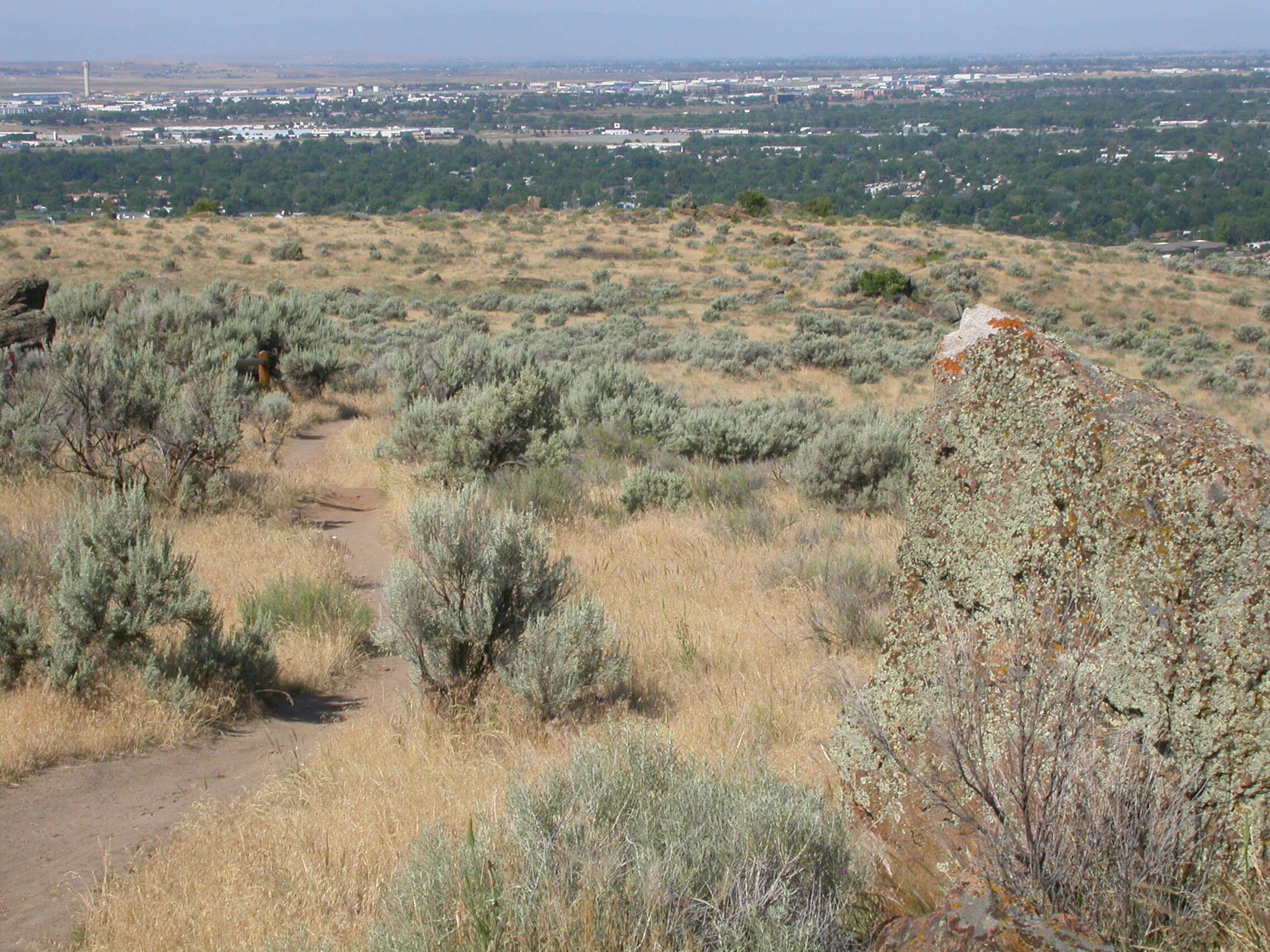 Imagem de Artemisia tridentata (Nutt.) W. A. Weber