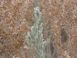 Imagem de Artemisia tridentata (Nutt.) W. A. Weber