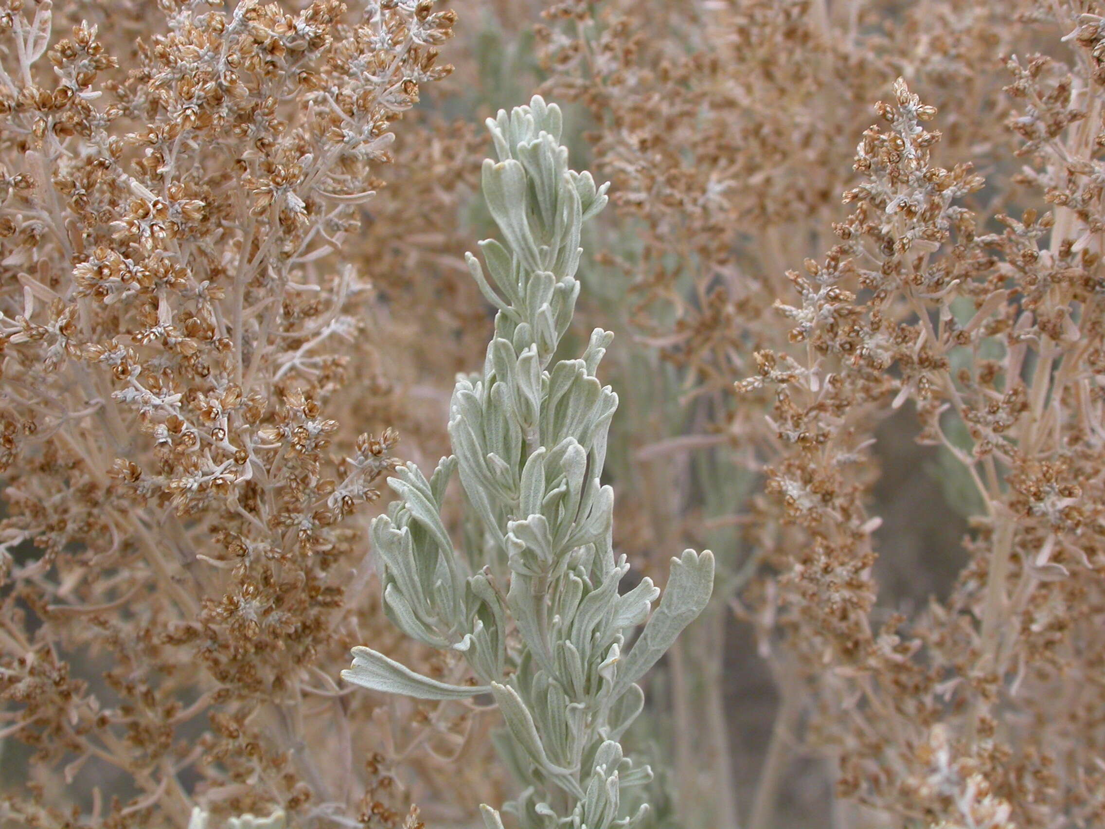 Imagem de Artemisia tridentata (Nutt.) W. A. Weber