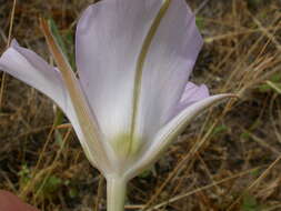 Imagem de Calochortus macrocarpus Douglas