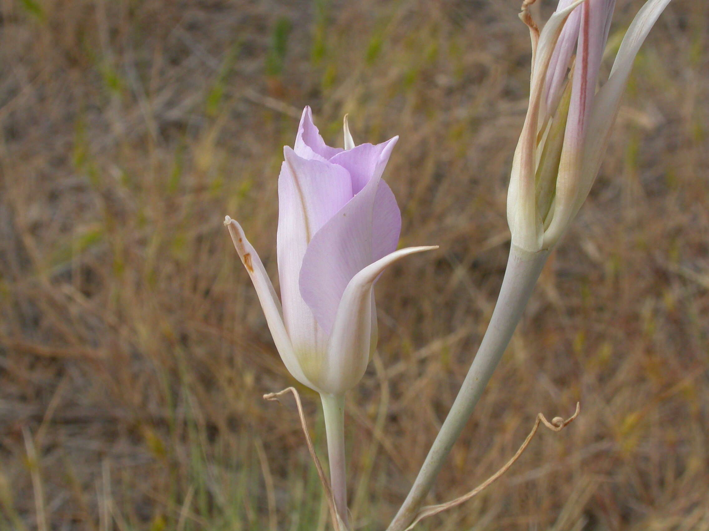 Imagem de Calochortus macrocarpus Douglas