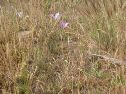 Imagem de Calochortus macrocarpus Douglas