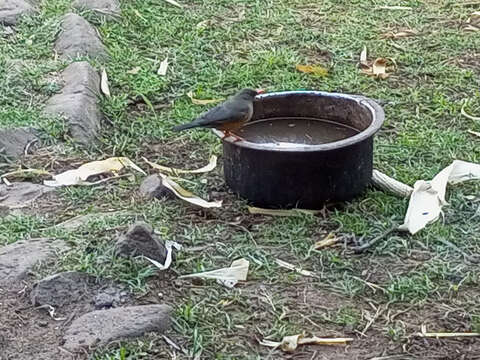 Image of Abyssinian Thrush