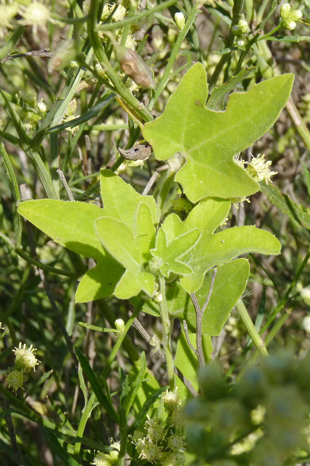 Image of Cayaponia podantha Cogn.