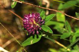 Imagem de Trifolium medium L.