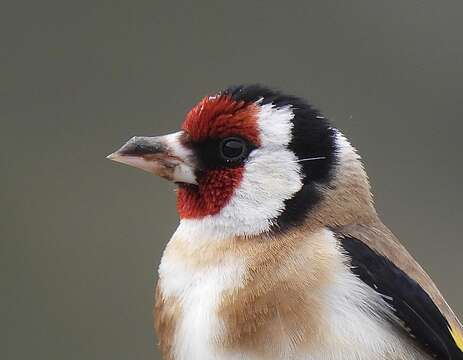 Imagem de Carduelis carduelis balcanica Sachtleben 1919