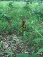 Image of Muhlenberg's sedge