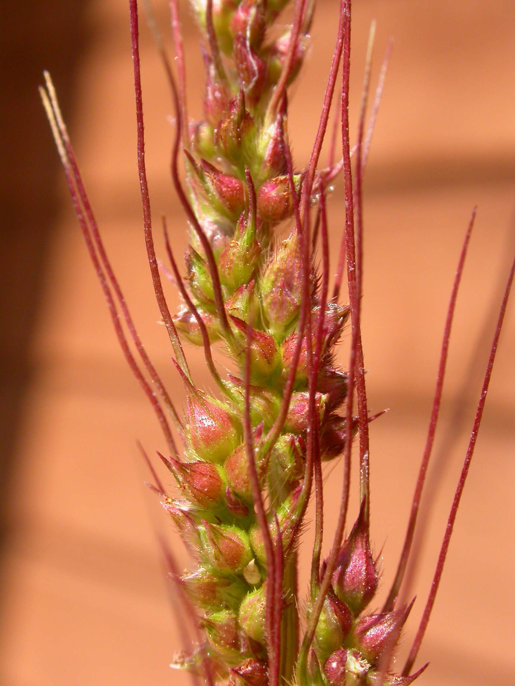 Plancia ëd Echinochloa crus-galli (L.) P. Beauv.