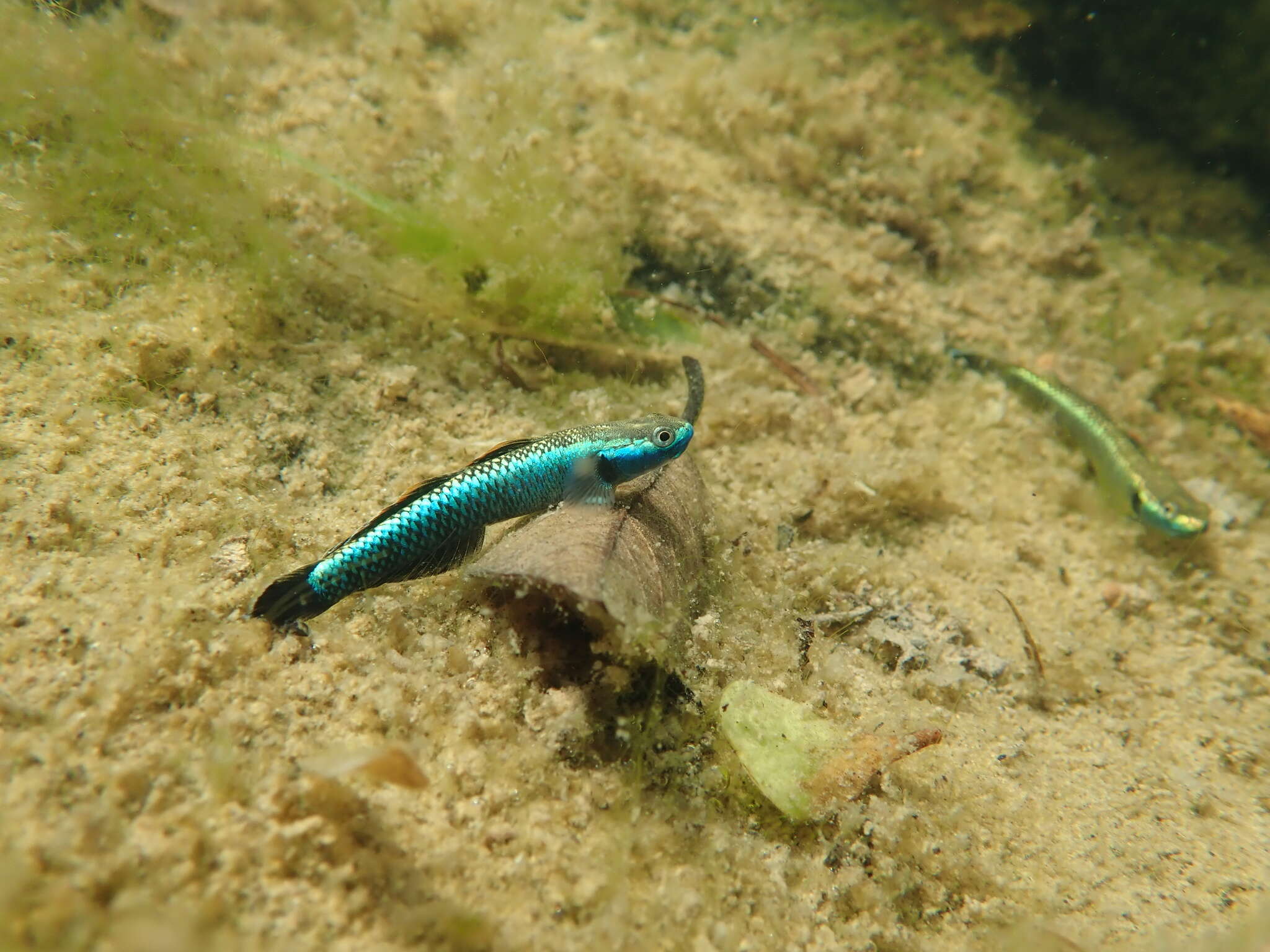 Image de Stiphodon atropurpureus (Herre 1927)