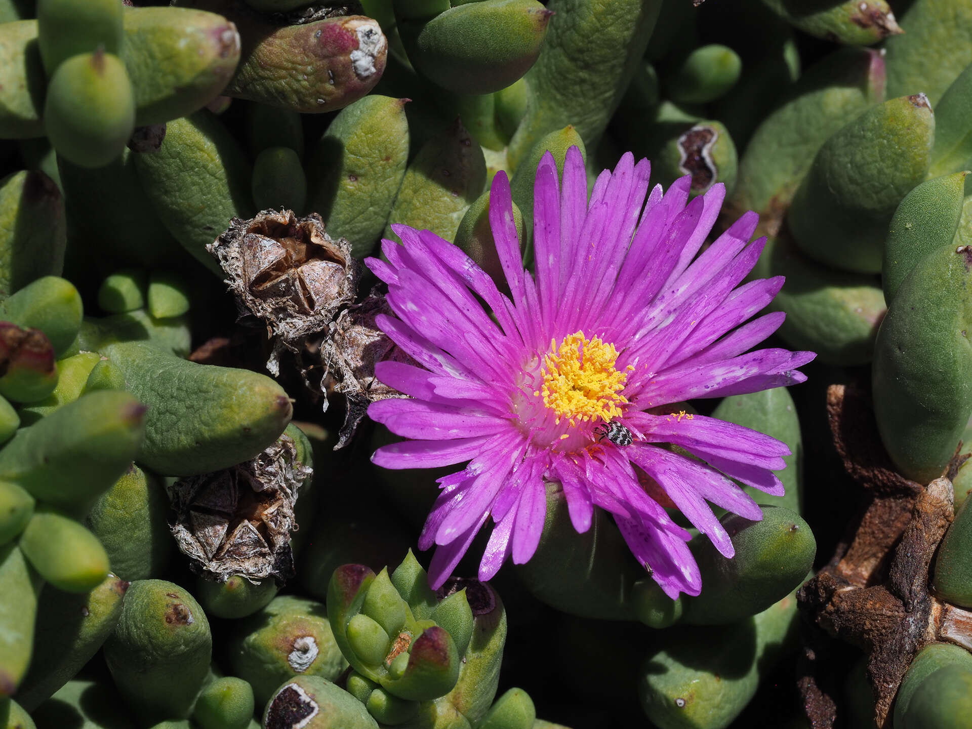 Image of Esterhuysenia alpina L. Bol.