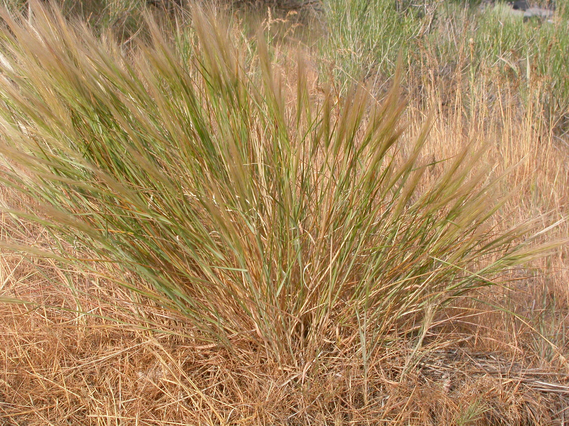 Imagem de Elymus elymoides (Raf.) Swezey