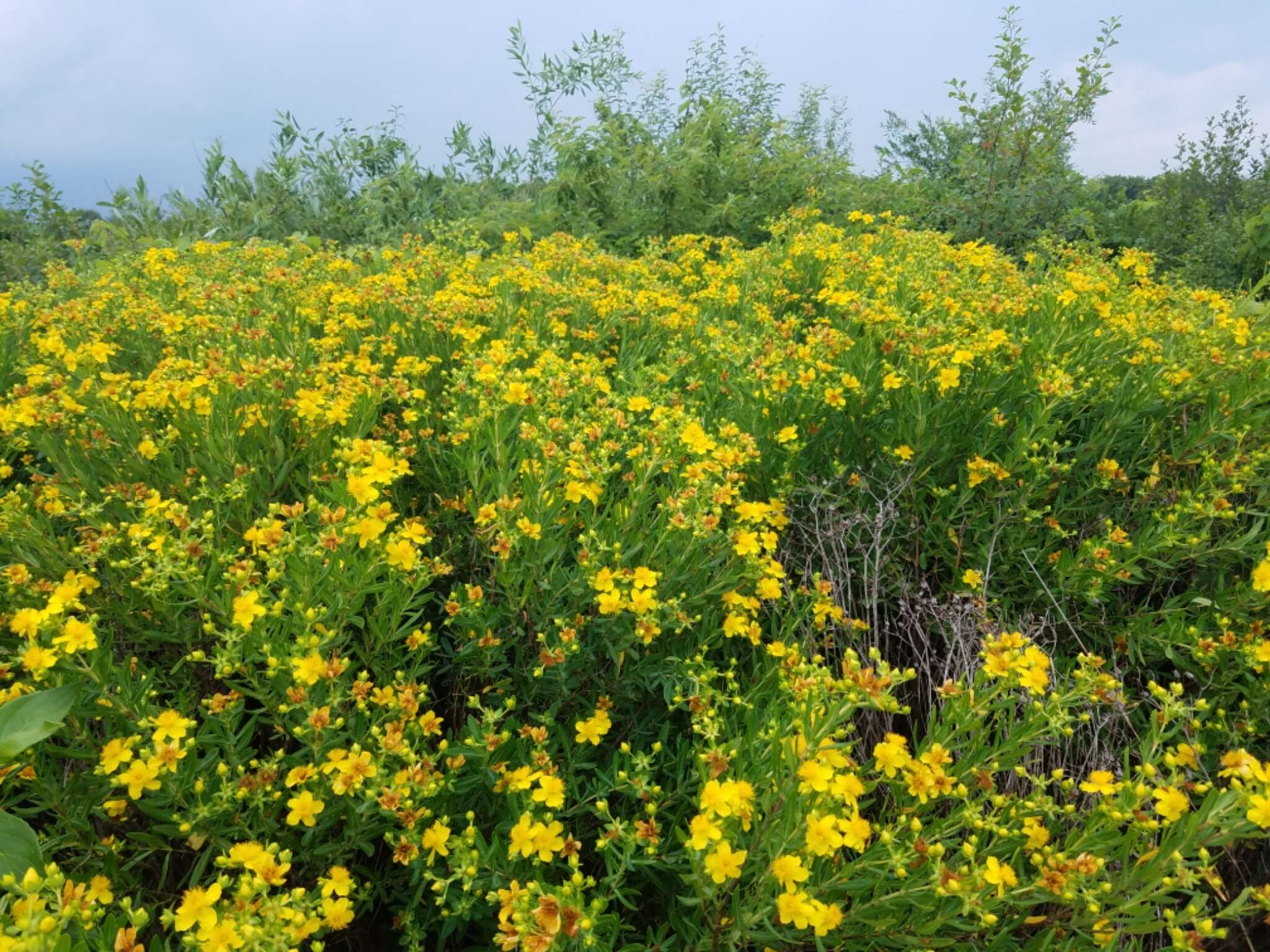 Sivun Hypericum swinkianum G. Wilh. & Rericha kuva