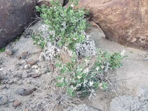 Image of hollyleaf bur ragweed